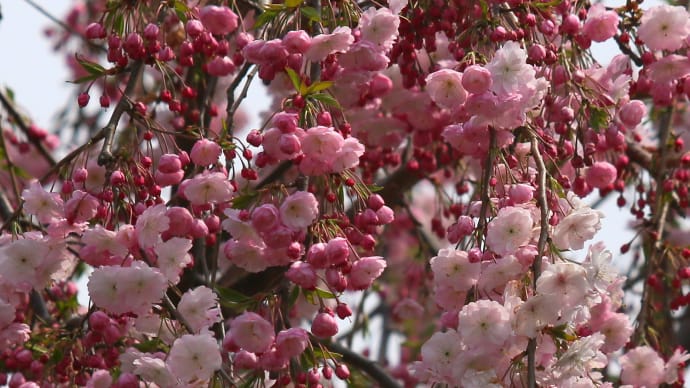 北海道の遅い春の桜11-1