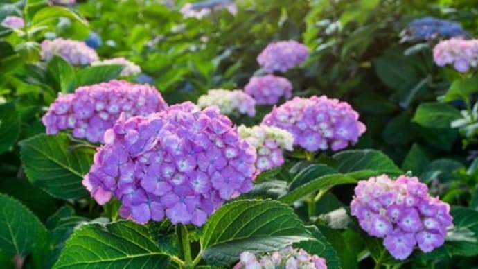 夕暮れのあじさい(大塚性海寺歴史公園)