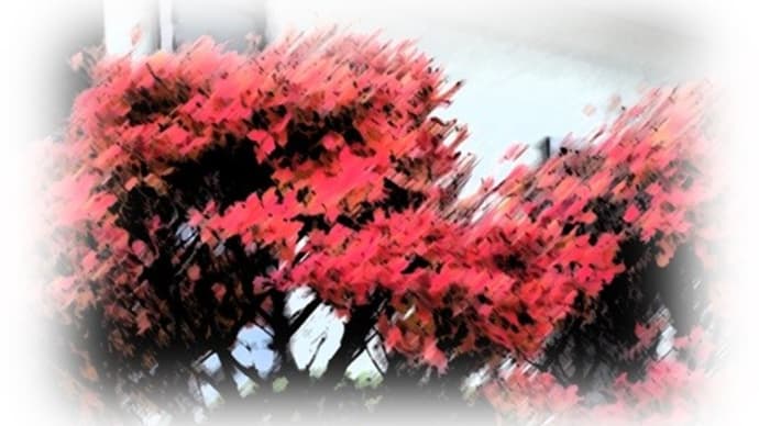 12/21 めぐり~散歩道の花たち (38)