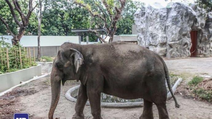 マニラ動物園のゾウ、マリ死亡