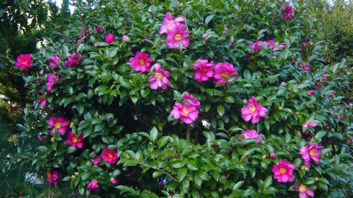3032 春愁のまなざしかへす伎芸天 古田 凛
