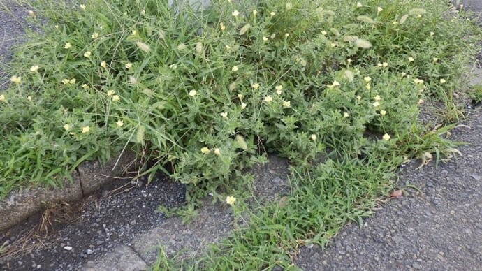 朝ぼらけ小待宵草笑み浮かべ／餌を求めてキジバト歩む（近所の空地）