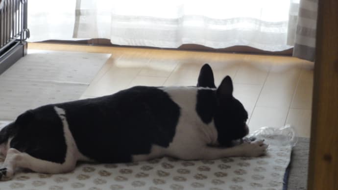 高価なトイ(おもちゃ)は要らない