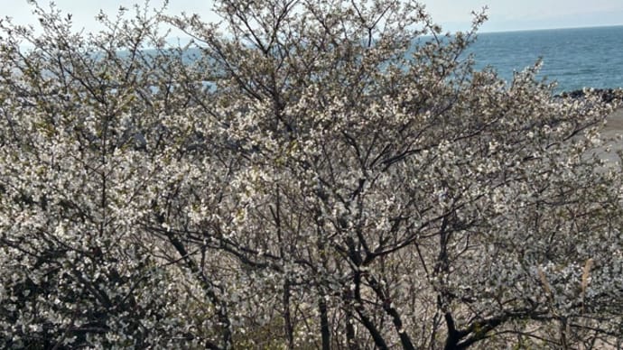 春の西海岸公園でウォーキング:桜とボケ、そして名前のわからない花々が彩る日本海の風景
