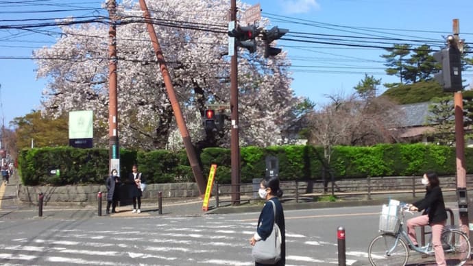 相模女子大百年の桜2020/4/2午前