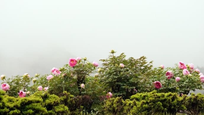 牡丹の花(2)