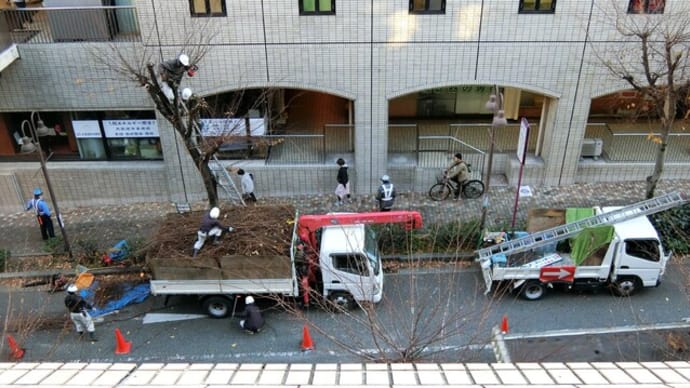 我家の向かいの 街路樹の枝落しをしていました!