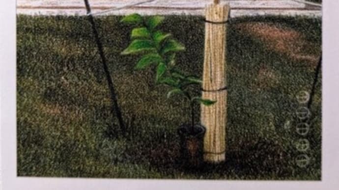 Five Of Earth ( SLIPPERY ELM )