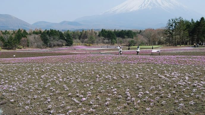 130416_富士芝桜まつり
