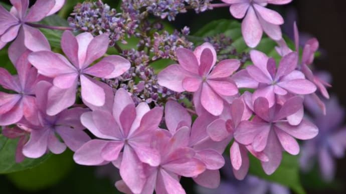 散歩道 変わった形の花、グレビレア 59