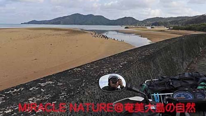 喜瀬干潟で鳥見