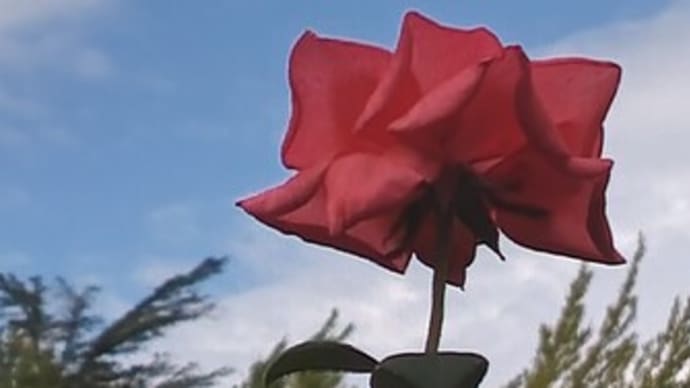 10.7秋を感じる午前中さんぽ⑤薔薇・白鳥草・生姜の花・棉の木