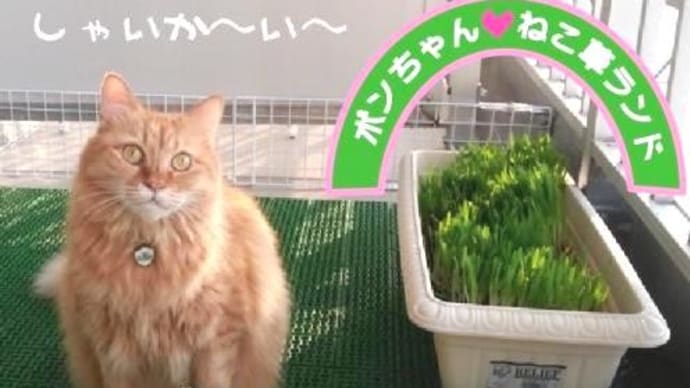 新居ベランダ ねこ草ランド