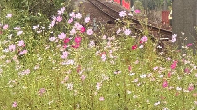 ななつ星 白岩踏切にて