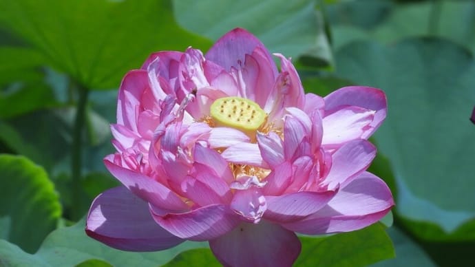 手賀沼畔の八重の蓮 「藕糸蓮(ぐうしれん)」