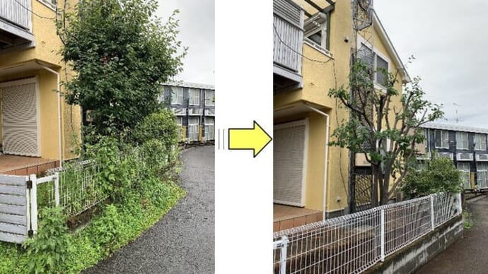 花が咲くグランドカバーやフェンスに絡まったヤブガラシ除去作業