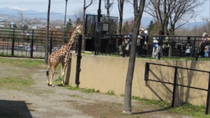 旭山動物園(今年4回目/夏季営業1回目)