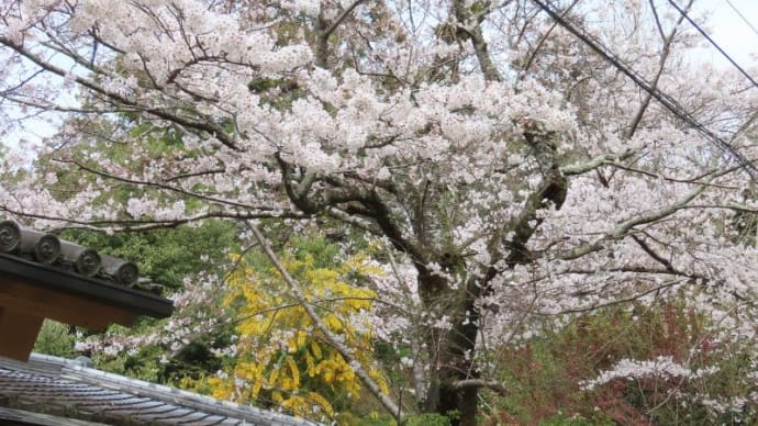 春日大社と若草山周辺散策