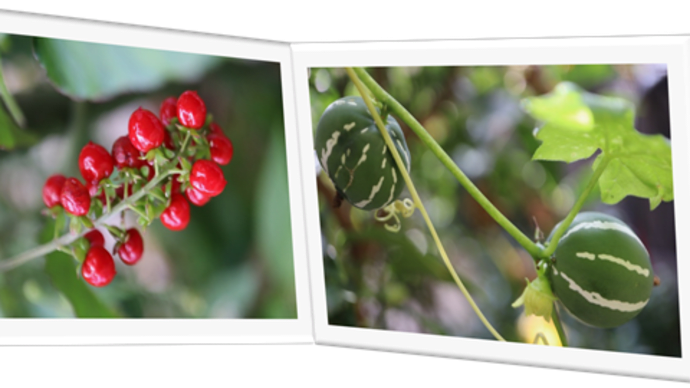 11/10 めぐり~小庭の花たち (25) 。。。私の近況