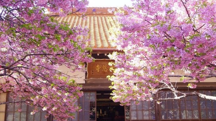 志摩市「大慈寺のてんれい桜」見てきました～(^^)  2024