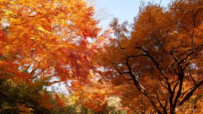 卯辰山紅葉 2023 その二