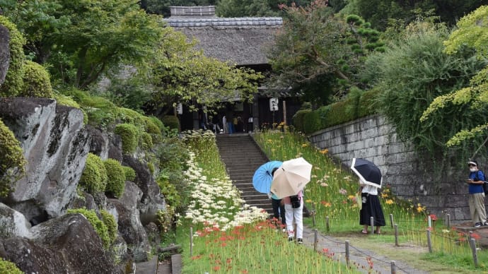 曼殊沙華狩り 神奈川県横浜市港北区 茅葺きと花の寺:西方寺(1)曼殊沙華の名所