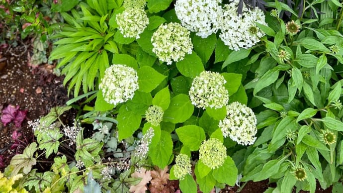 アナベルの剪定とノリウツギ雪化粧の剪定植え替え&クレマチス鉢のサイズを変えない植え替え(バラの植え替えと違うところ)