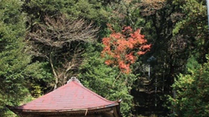 モミジの絨毯~華蔵寺