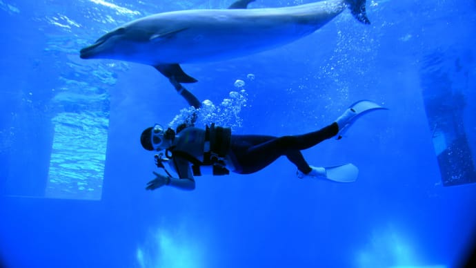 上越市立水族博物館 うみがたり 水中ドルフィンパフォーマンス「Art of Dolphin」
