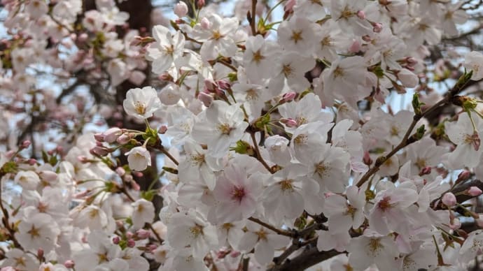 朝散歩、正覚寺の桜は満開🌸