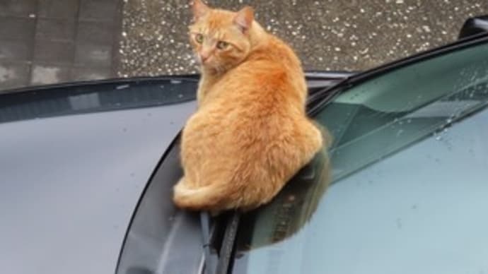 クルマ好き猫