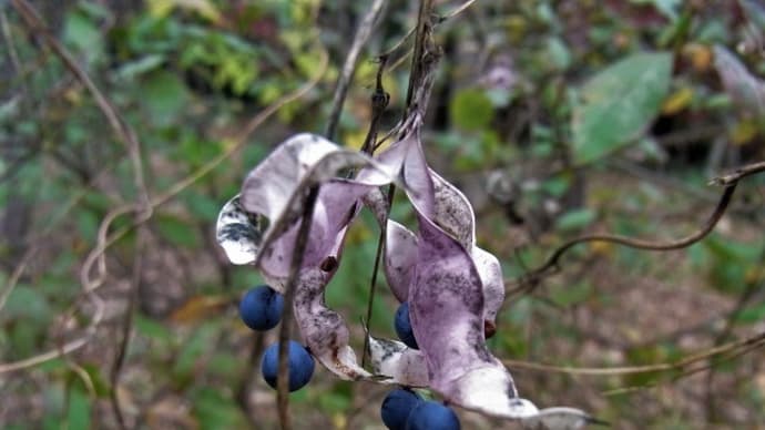 ノササゲ(野大角豆)の実・アマチャズル(甘茶蔓)の実・クロスジフユエダシャク蛾・俳句鑑賞
