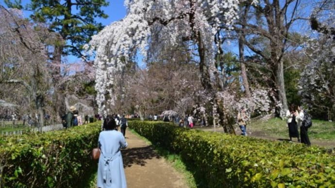 京都御苑近衛邸跡の糸桜