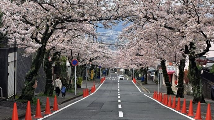 安部山公園桜情報⓷ 24.4/6