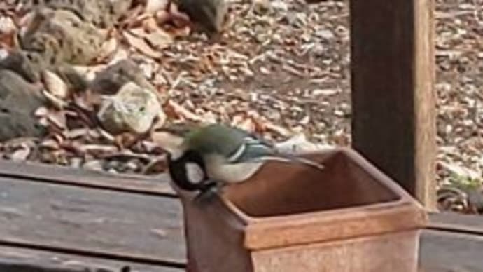 野鳥観察日記2025 ~黒ひまわりに苦労しています~