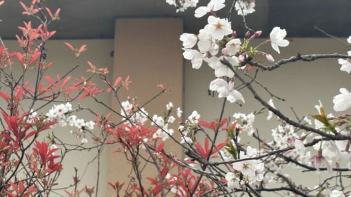 初桜(はつざくら)