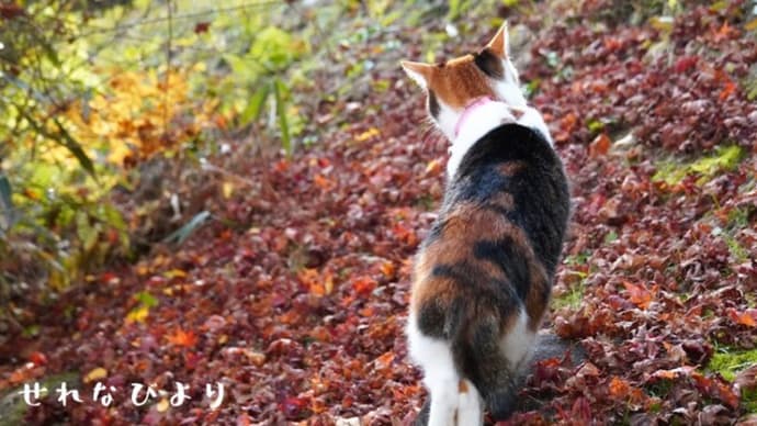 散り紅葉のキャットウォーク