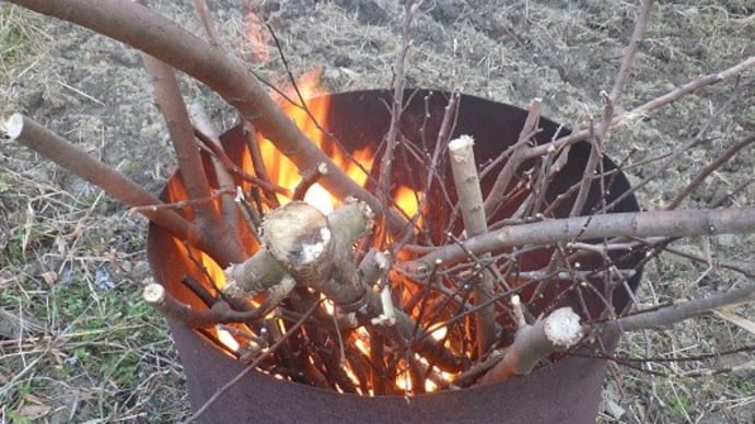 伐採木や枯れ木の最後の焼却
