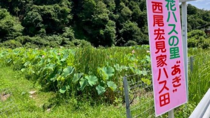 【花ハスの里あぎ】恵那峡温泉の旅③2024/7/28