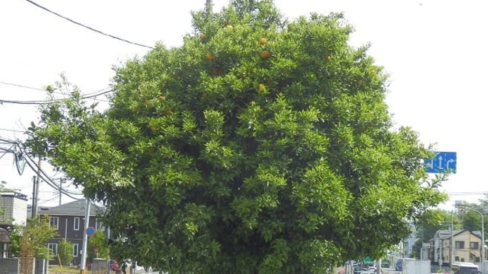 オレンジのなる木に咲いた白き花／アブナイ木とは何のことやら（国道１６号歩道脇）