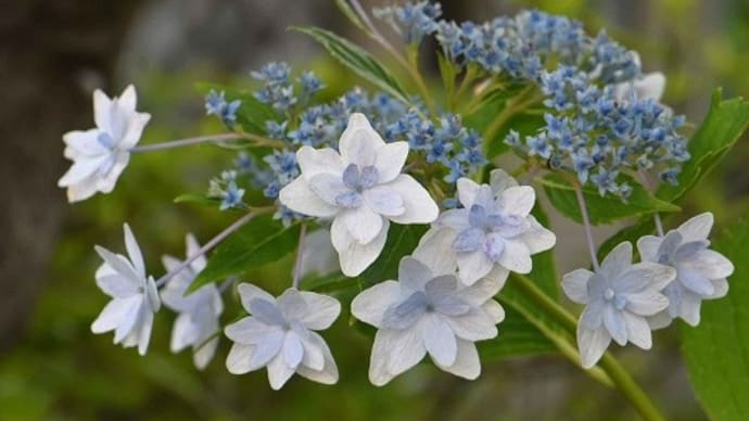 庭のアジサイ（３）ガク咲き―２「隅田の花火」