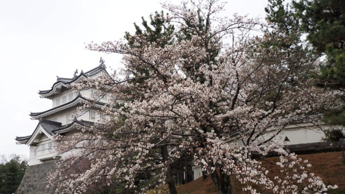 忍城の桜「2024」