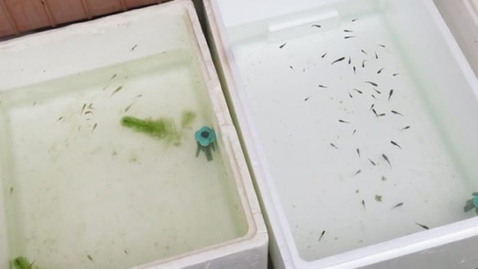我が家の淡水魚 メダカシーズン始まる