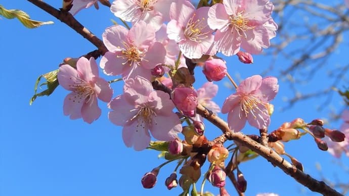 神社境内 の桜 3月 ①【カワヅザクラ(河津桜) シキザクラ(四季桜)】