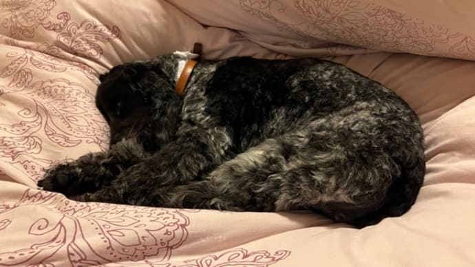 皮膚炎に抗生剤・・・月一のお手入れで、治療場所指摘されたベス🐕🦺