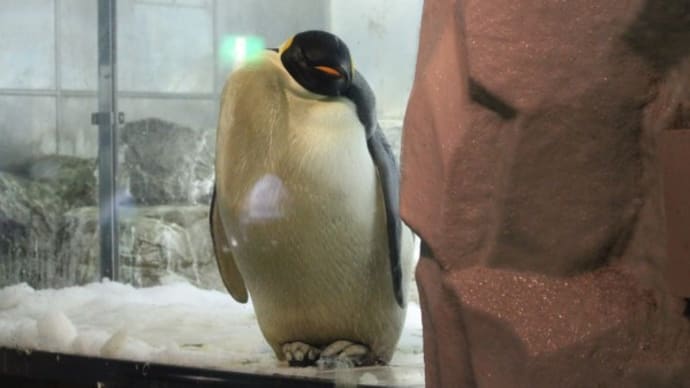 皇帝ペンギン、子育て疲れ?