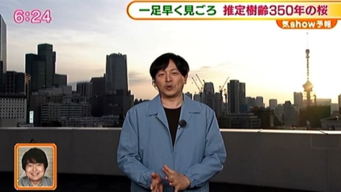 南明寺イトザクラ