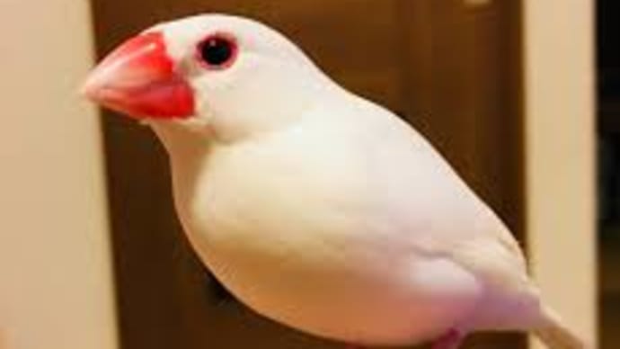 文鳥の日