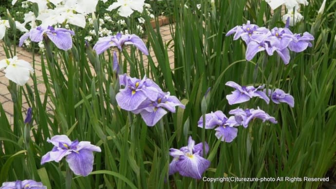 2024 6月あしかがフラワーパーク・花菖蒲&あじさい&バラ&ユリ