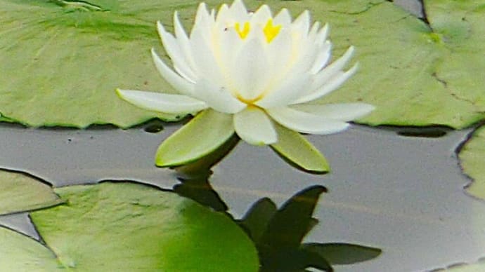 睡蓮池 咲いてるよ